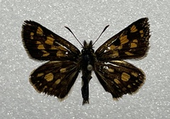 Carterocephalus mandan