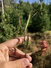 Dichanthelium praecocius