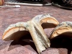 Lactarius deterrimus