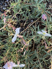 Oenothera pallida