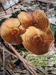 Coltricia cinnamomea