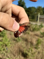 Arphia pseudonietana