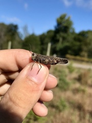 Arphia pseudonietana