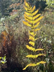 Thelypteris palustris