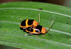 Asphaera paralleloptera