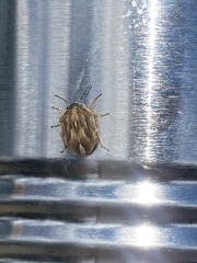 Homaemus aeneifrons