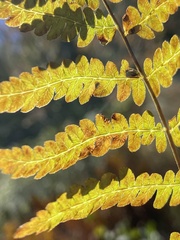 Thelypteris palustris