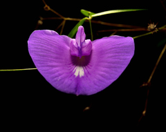 Centrosema virginianum