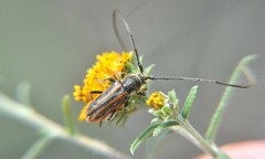 Neocrossidius trivittatus