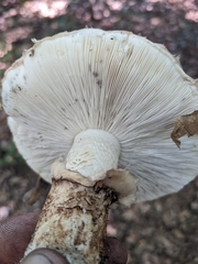 Tricholoma caligatum