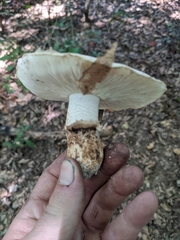 Tricholoma caligatum