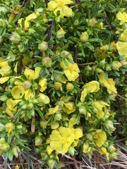 Hibbertia linearis