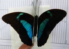 Archaeoprepona demophon