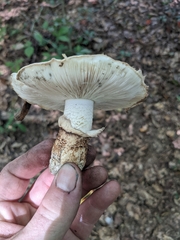 Tricholoma caligatum