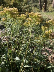 Solidago missouriensis