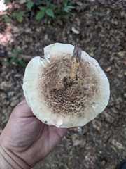 Tricholoma caligatum