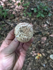 Tricholoma caligatum
