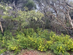 Hibbertia linearis