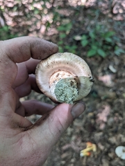 Tricholoma caligatum