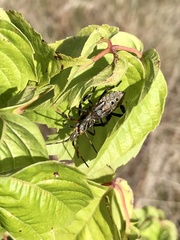 Leptoglossus clypealis