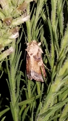 Spodoptera latifascia