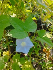 Ipomoea