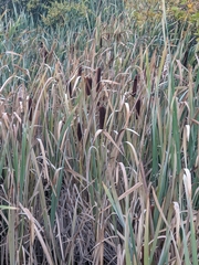 Typha latifolia