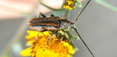 Neocrossidius trivittatus