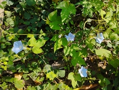 Ipomoea