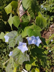 Ipomoea