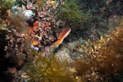 Austrolabrus maculatus