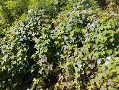 Ipomoea