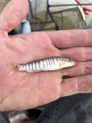Fundulus zebrinus