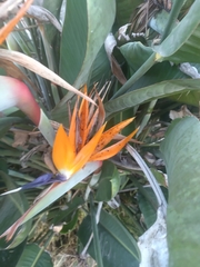 Strelitzia reginae