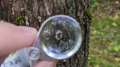 Aleurodiscus oakesii