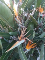 Strelitzia reginae