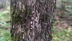 Aleurodiscus oakesii