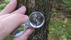 Aleurodiscus oakesii