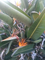 Strelitzia reginae