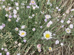Erigeron divergens