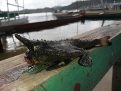 Ogcocephalus