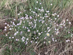 Erigeron divergens