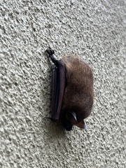 Perimyotis subflavus