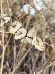 Lepidium perfoliatum