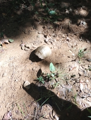 Terrapene carolina triunguis