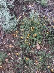 Kallstroemia grandiflora