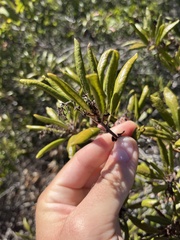 Comarostaphylis diversifolia