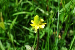 Ranunculus pensylvanicus
