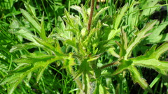 Ranunculus pensylvanicus