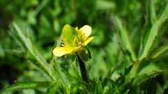 Ranunculus pensylvanicus